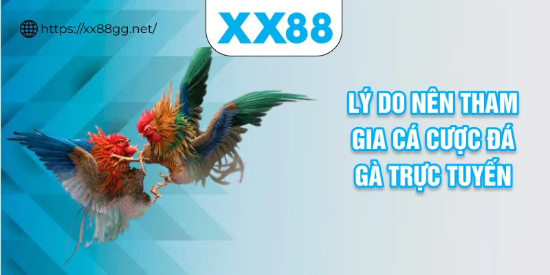 Lý do nên tham gia cá cược đá gà trực tuyến