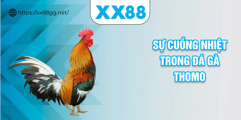 Sự cuồng nhiệt trong đá gà Thomo